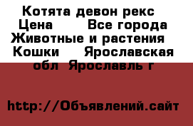 Котята девон рекс › Цена ­ 1 - Все города Животные и растения » Кошки   . Ярославская обл.,Ярославль г.